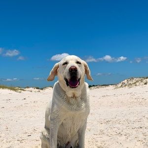 Meet your Posher, Ramey